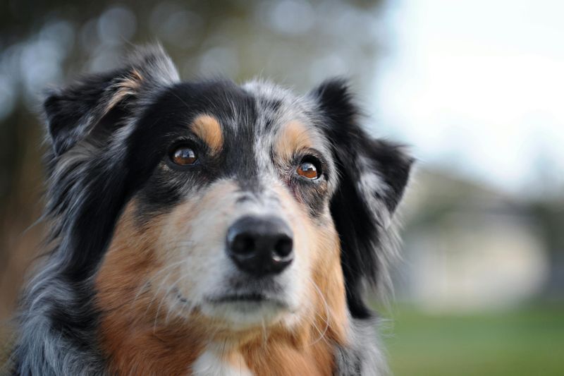 26 Healthy Dog Breeds That Rarely Face Serious Medical Issues 6 Australian Shepherd