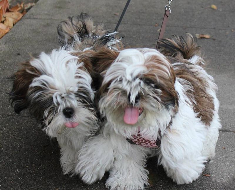11 dogs that seem too gentle for this world - and 4 that hide their soft side well 11 Shih Tzu