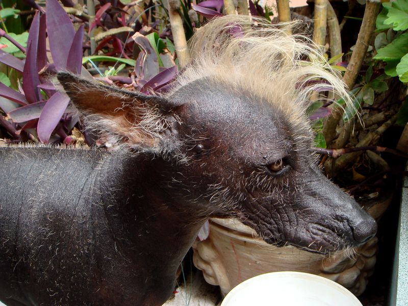 Poodles Aren’t the Only Hypoallergenic Dogs — Meet 24 More Allergy-Friendly Breeds 11 Peruvian Inca Orchid