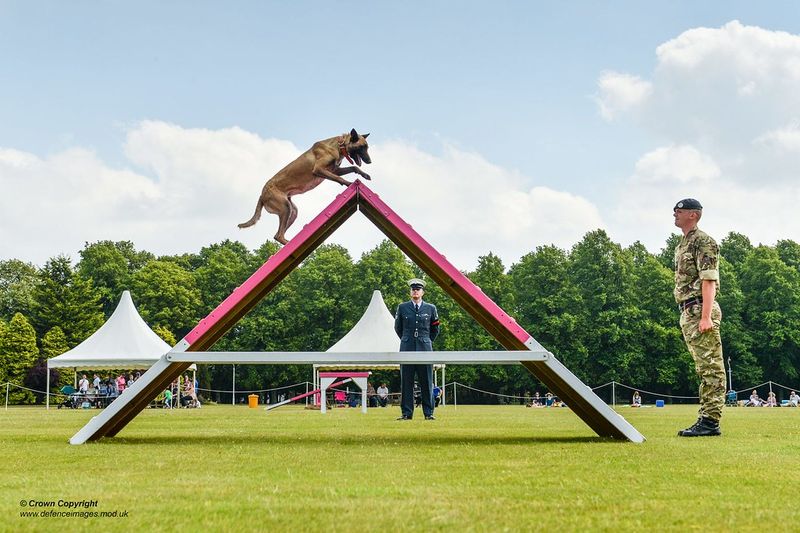 Belgian Malinois