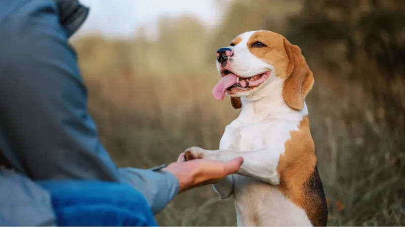 Why Some Dogs Go Viral Easier - 11 Traits That Keep Showing Up in Popular Clips 8 Predictable “Signature” Behaviors