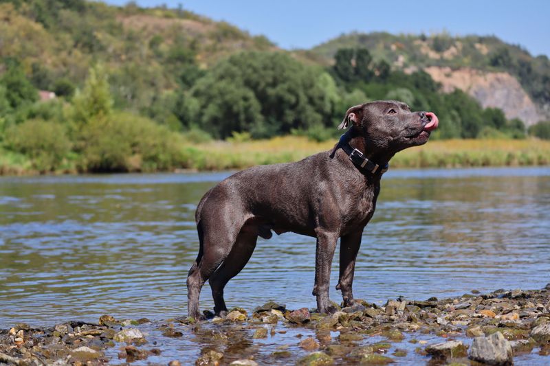 Staffordshire Bull Terrier