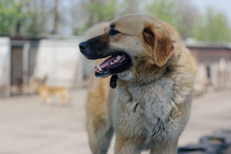 Anatolian Shepherd Dog