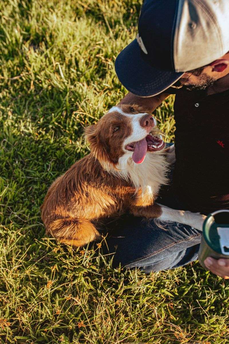 10 deeply attached dog breeds that stay glued to their humans constantly 7 Australian Shepherd