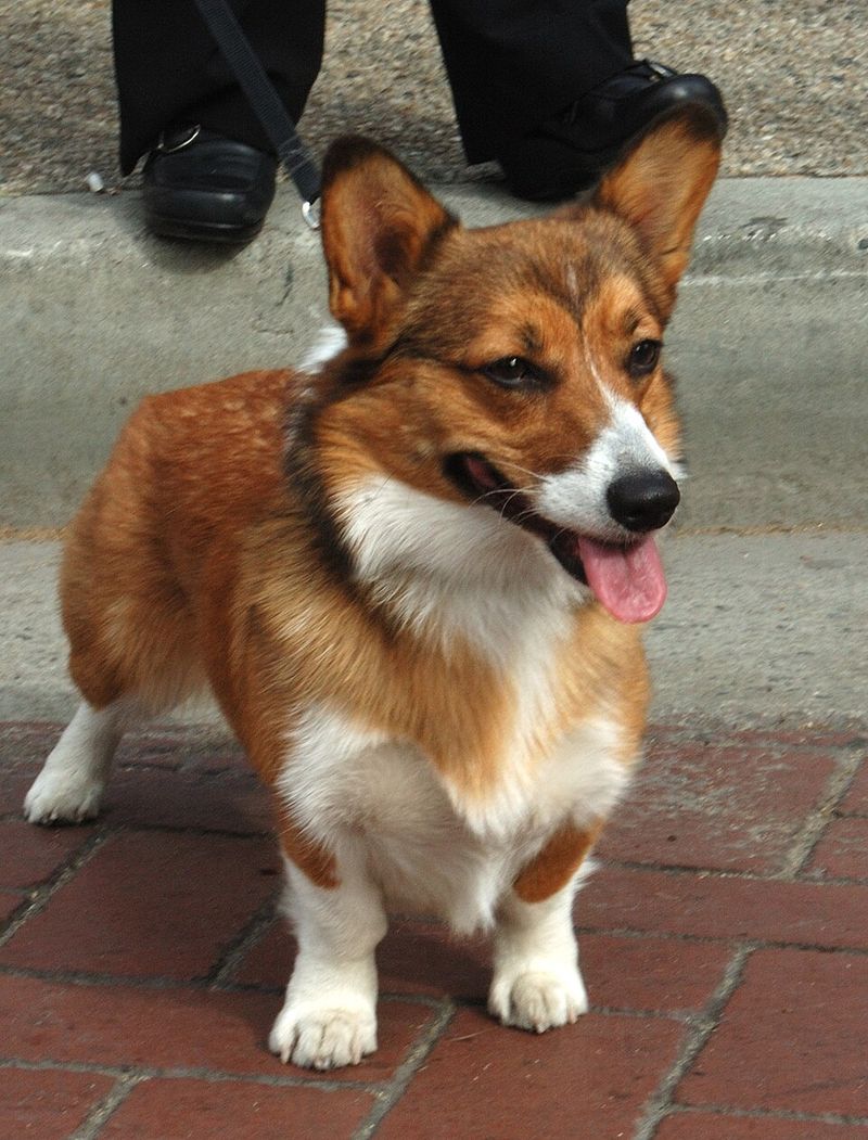 Pembroke Welsh Corgi