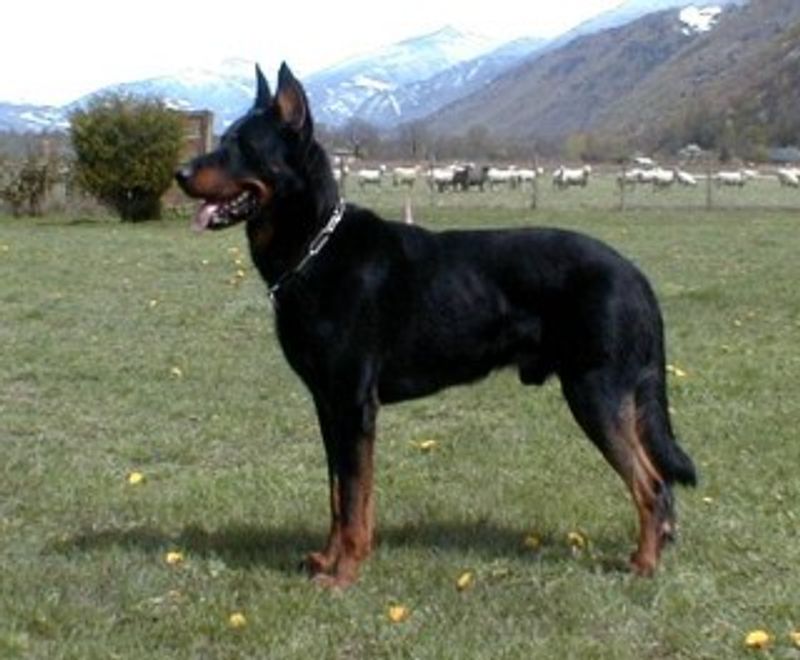 These dog breeds don't rush into every situation - they quietly figure it out first 6 Beauceron