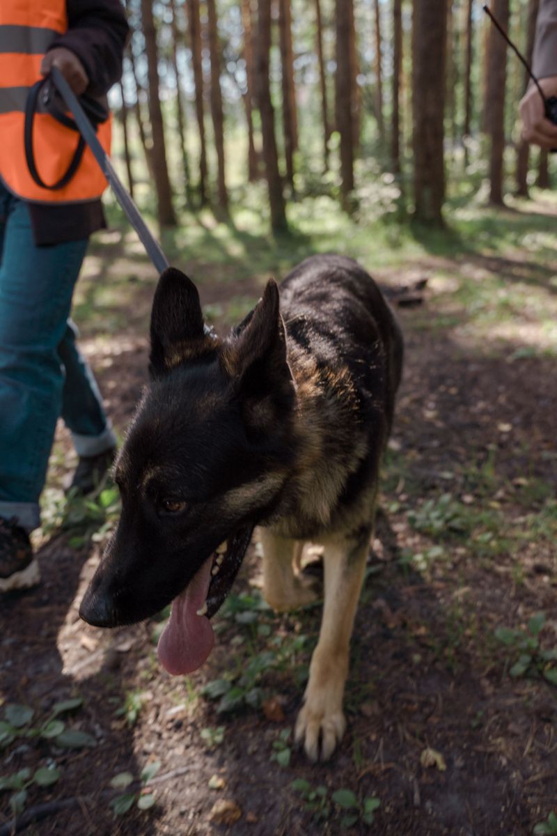 These 14 scents reveal just how extraordinary a dog's nose really is 11 Missing-person scent trails