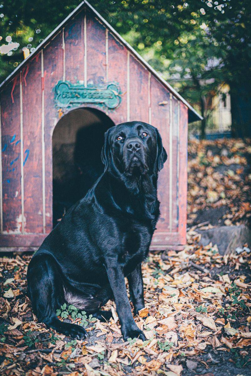 Labrador Retriever