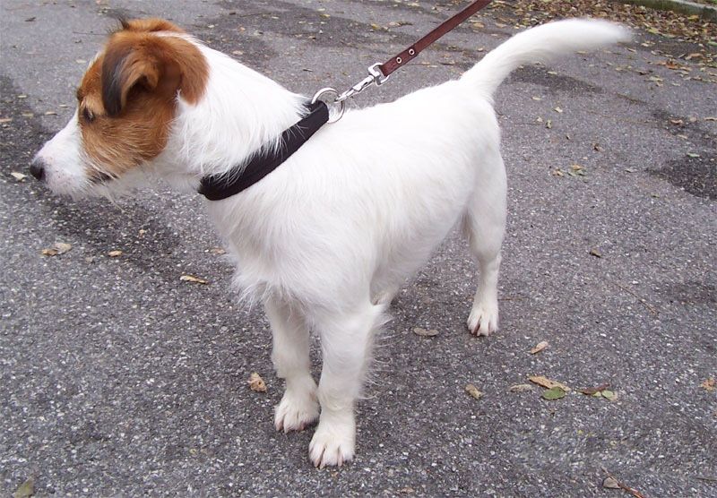 Parson Russell Terrier