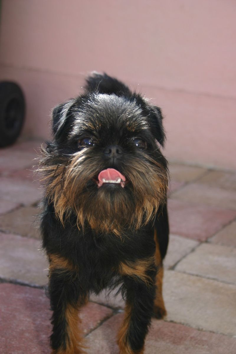 11 ugly dog breeds people end up loving more than expected 4 Brussels Griffon