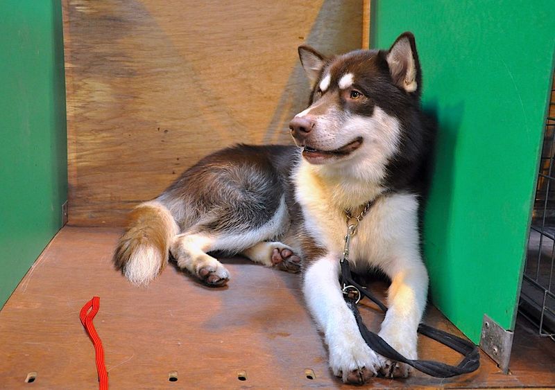 24 Most Expensive Dog Breeds and Why They Cost So Much 8 Canadian Eskimo Dog