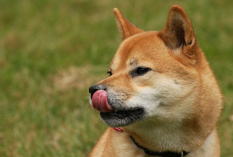 These 10 dog breeds don't bond with everyone - but when they do, it's extraordinary 11 Shiba Inu