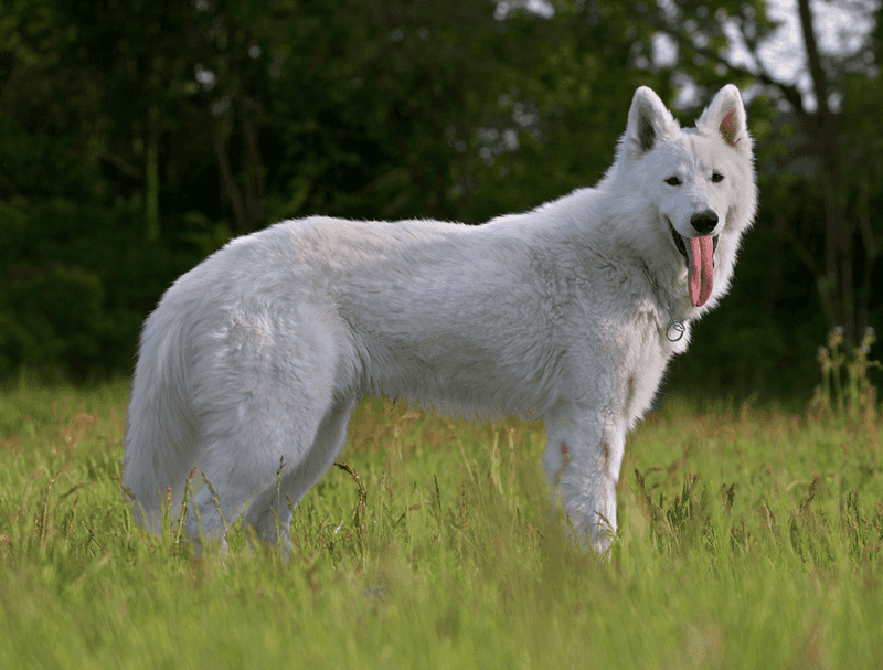 A clear routine often unlocks the very best these dog breeds have to offer 7 White Swiss Shepherd