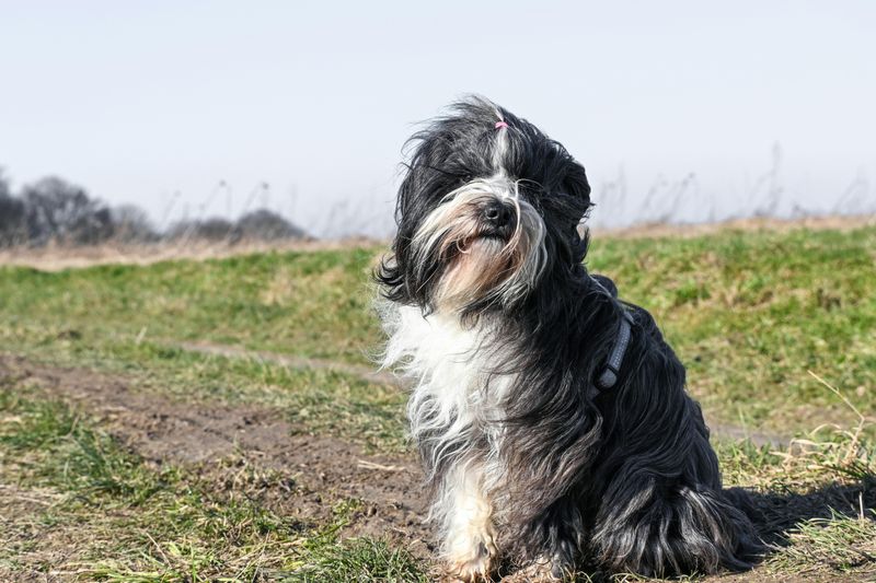 Poodles Aren’t the Only Hypoallergenic Dogs — Meet 24 More Allergy-Friendly Breeds 20 Tibetan Terrier