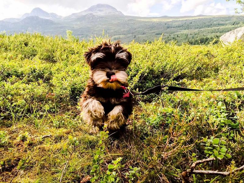 Forget the backyard myth - These 13 dog breeds show why home is about people, not space 9 Miniature Schnauzer