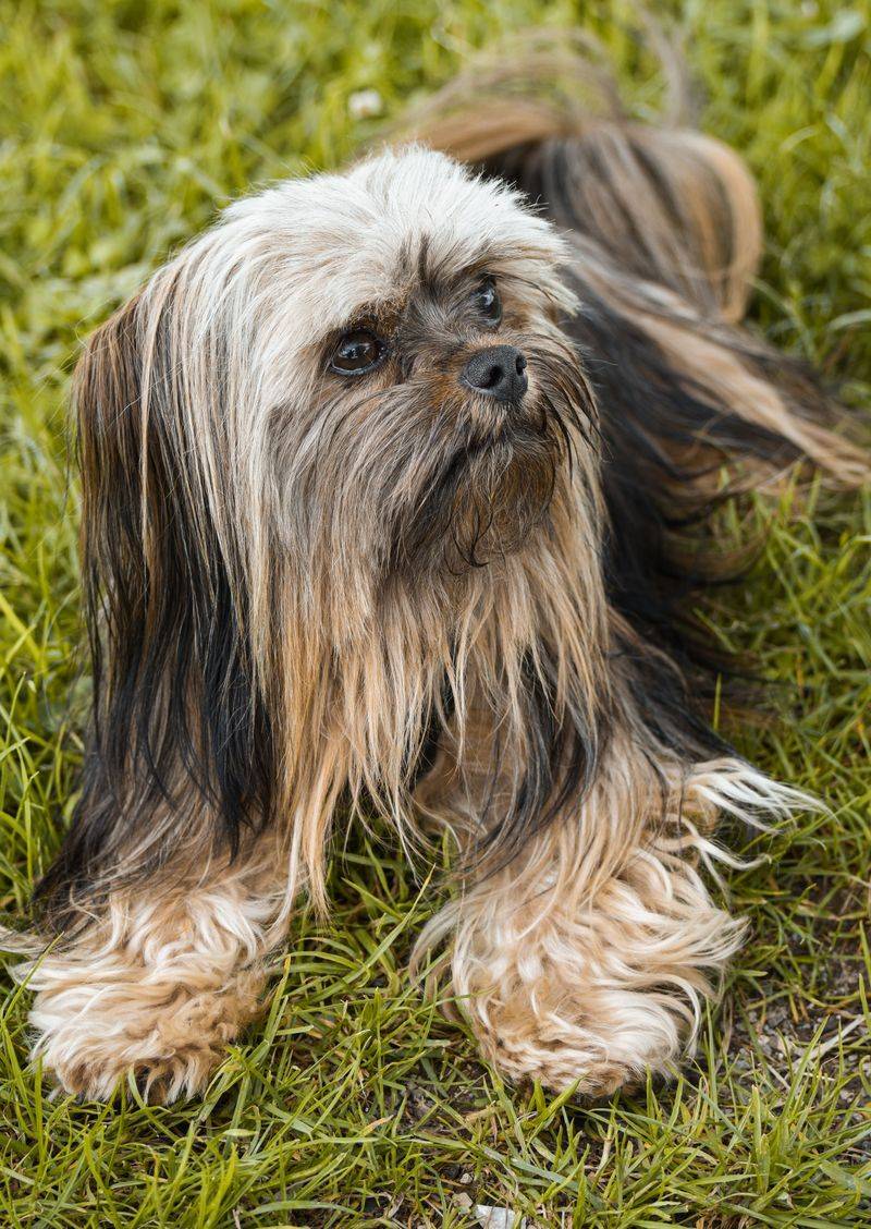 Think a friendly dog should tolerate attention whenever you want? These 10 breeds challenge that idea 9 Lhasa Apso
