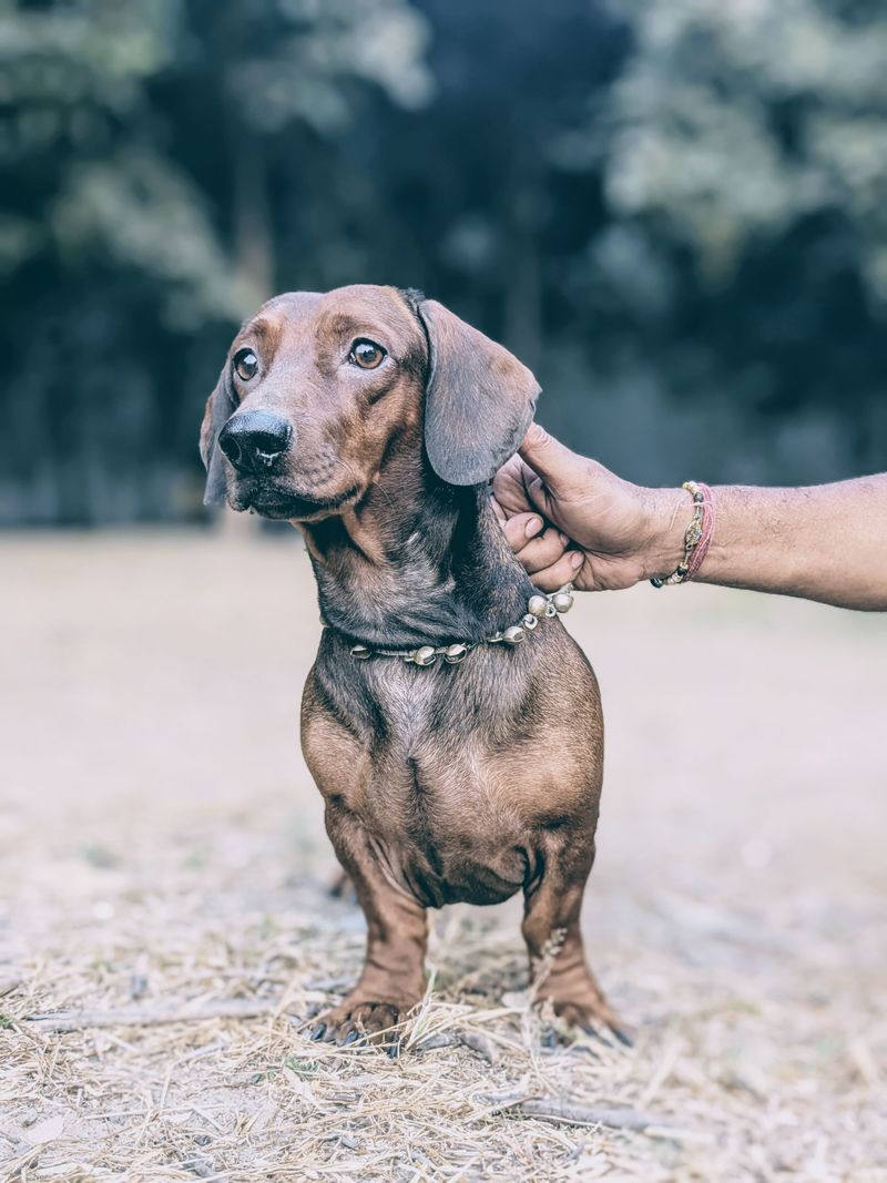 These breeds can follow scent trails that seem almost nonexistent to their owners 6 Dachshund