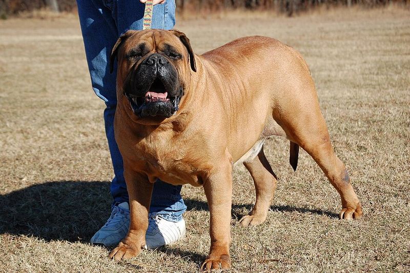 From cuddly puppies to powerful adults - These 12 breeds make a dramatic transformation 9 Bullmastiff