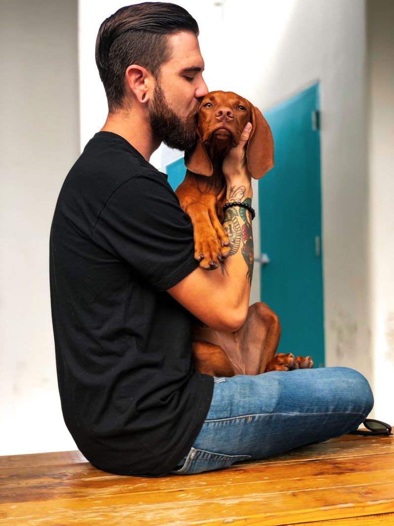 Human closeness isn't optional for these 10 deeply social dog breeds 2 Vizsla