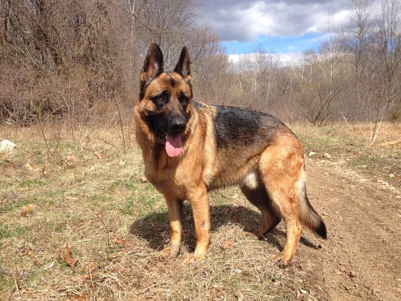 20 dog breeds that feel safe only when they can follow you everywhere 2 German Shepherd