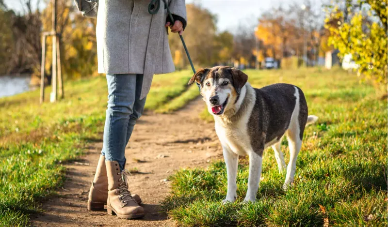 Checking In During Walks
