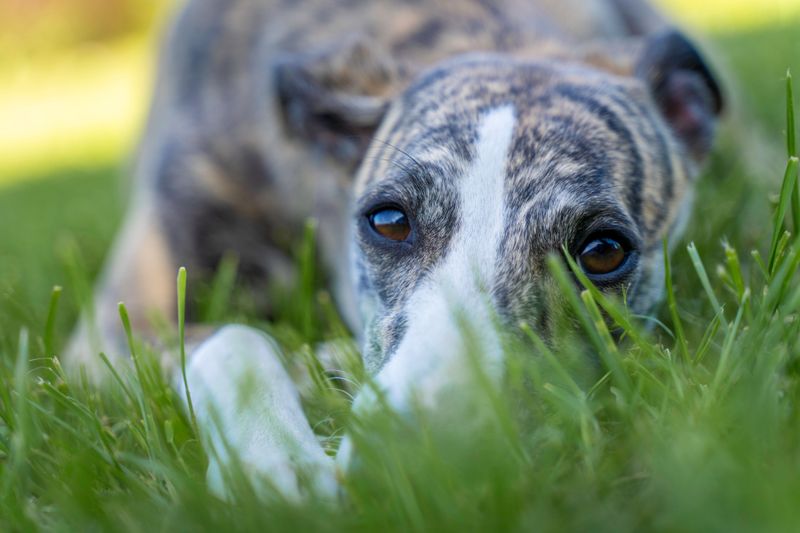 Forget the backyard myth - These 13 dog breeds show why home is about people, not space 7 Greyhound
