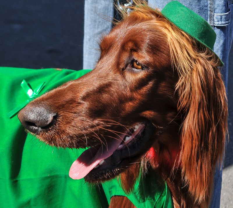25 Social Dog Breeds That Thrive on Meeting New People 13 Irish Setter
