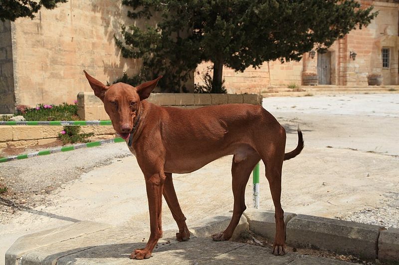 12 Breeds That Are More Sensitive to Touch Around the Neck and Shoulders - What to Use Instead 7 Pharaoh Hound