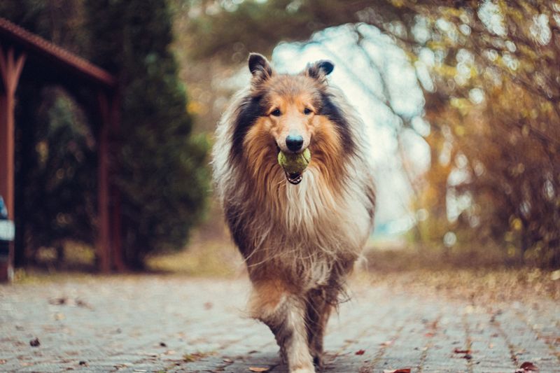 Collie