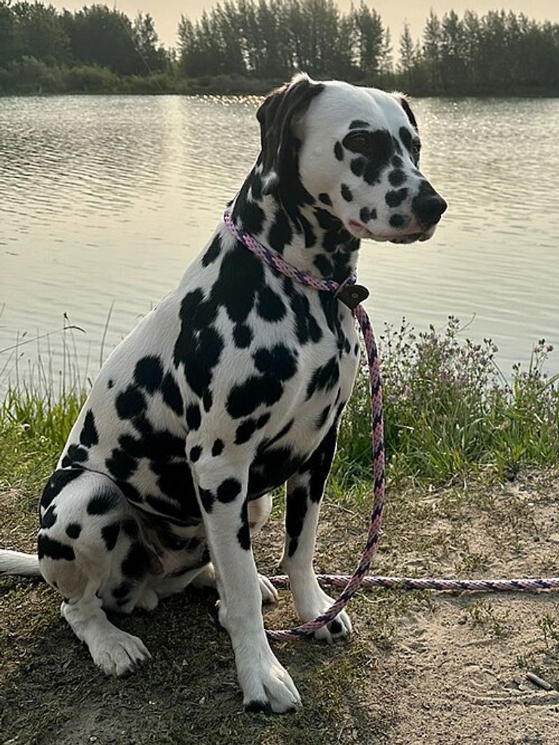 18 dog breeds that often become unforgettable companions 6 Dalmatian