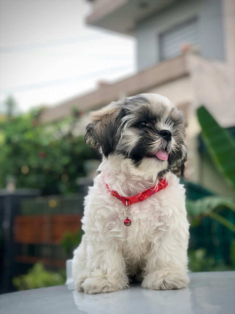 10 dogs that turn bedtime into comedy - plus 3 that treat owners like employees 10 Shih Tzu