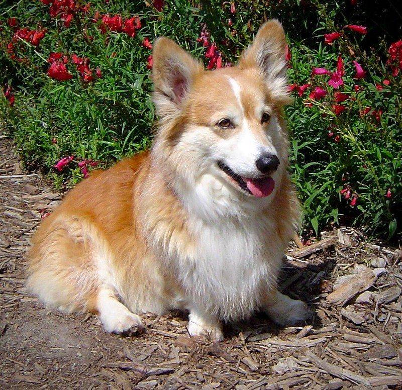 Corgi