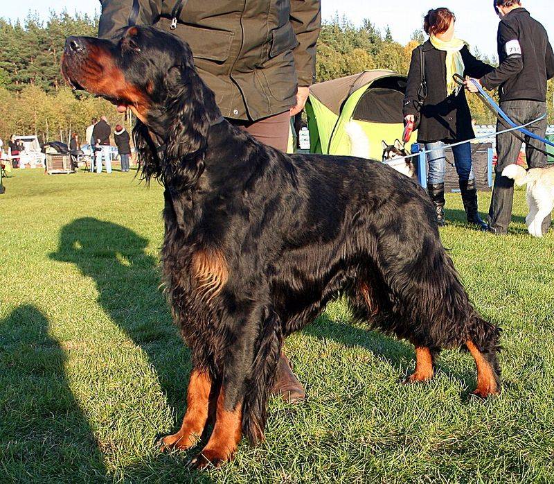 17 Dog Breeds That Were Once Popular but Have Slowly Faded from the Spotlight 17 Gordon Setter