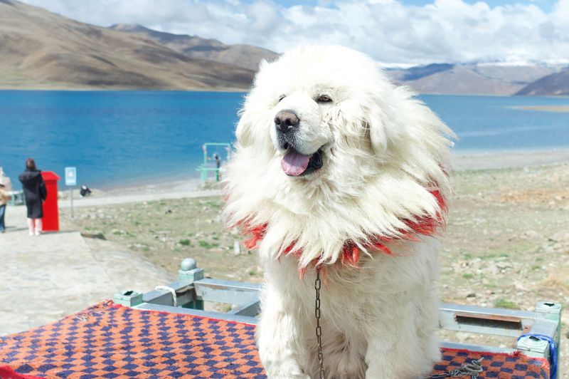 12 dog breeds that look easy to raise - but often become a full-time challenge, plus 6 more that test even experienced owners 17 Tibetan Mastiff