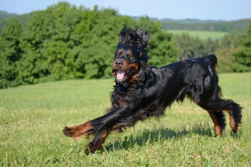 Gordon Setter