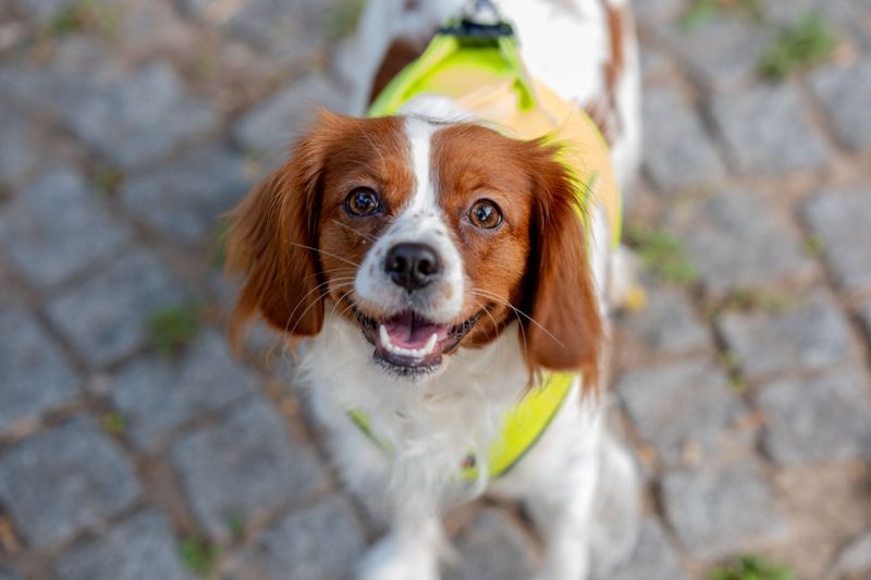 Owning these 9 dog breeds means you'll rarely spend a moment alone 9 Cavalier King Charles Spaniel