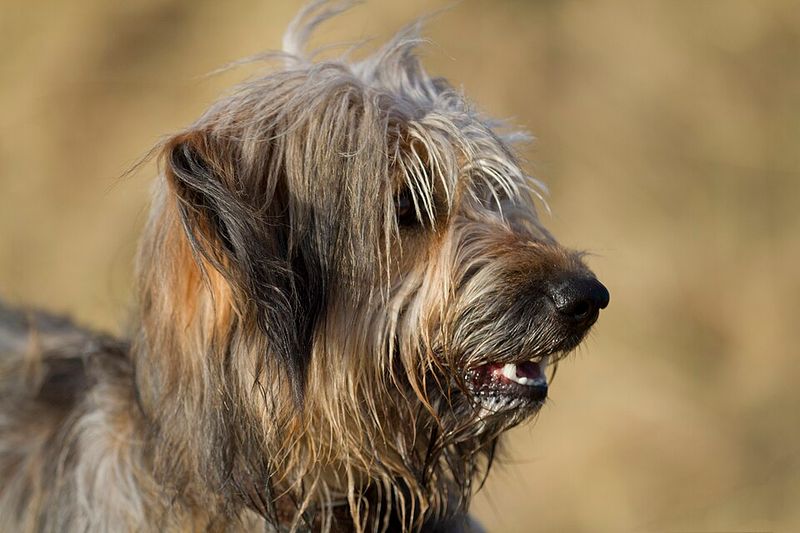 15 Ultra-Rare Dog Breeds You’ll Almost Never Spot in Everyday Life 8 Catalan Sheepdog