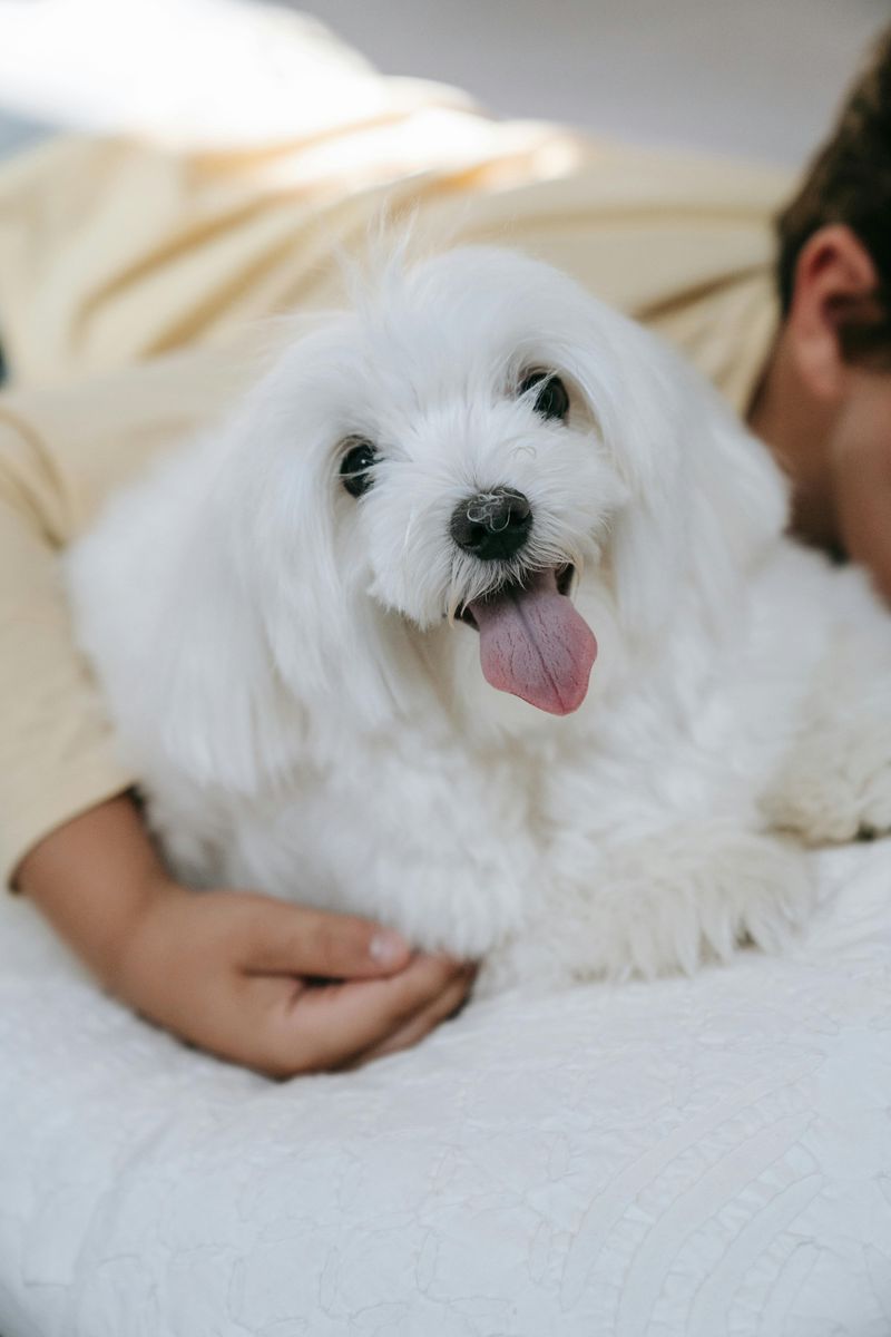 Coton de Tulear