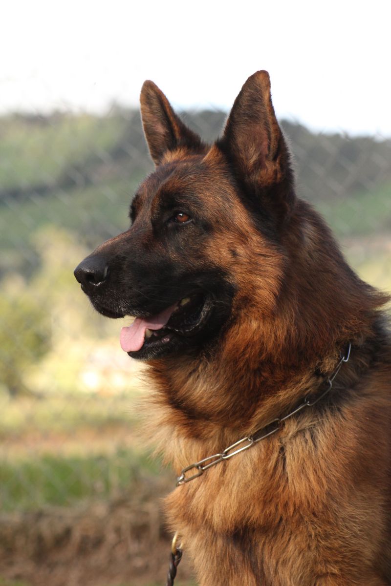 11 dog breeds that can react when the familiar house suddenly looks unfamiliar - plus 3 that treat it like a new adventure 2 German Shepherd - vigilant guardian