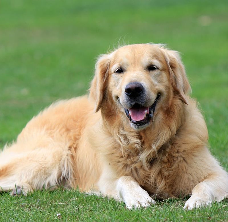 25 Gentle Giants: Large Dog Breeds Known for Their Loving Temperament 13 Golden Retriever