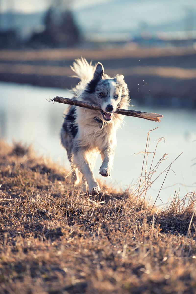 These 15 dog behavior mistakes are surprisingly common - even among knowledgeable owners 4 Exercising the body but not the mind