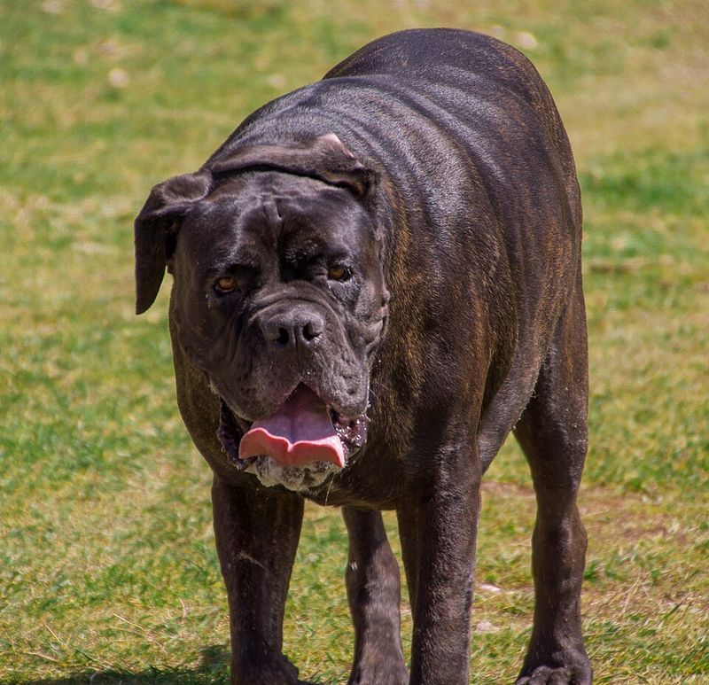 Some dogs turn heads - these unusual breeds make strangers ask what exactly they're looking at 11 Neapolitan Mastiff