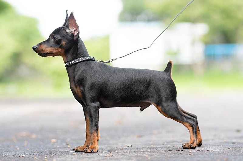 Miniature Pinscher