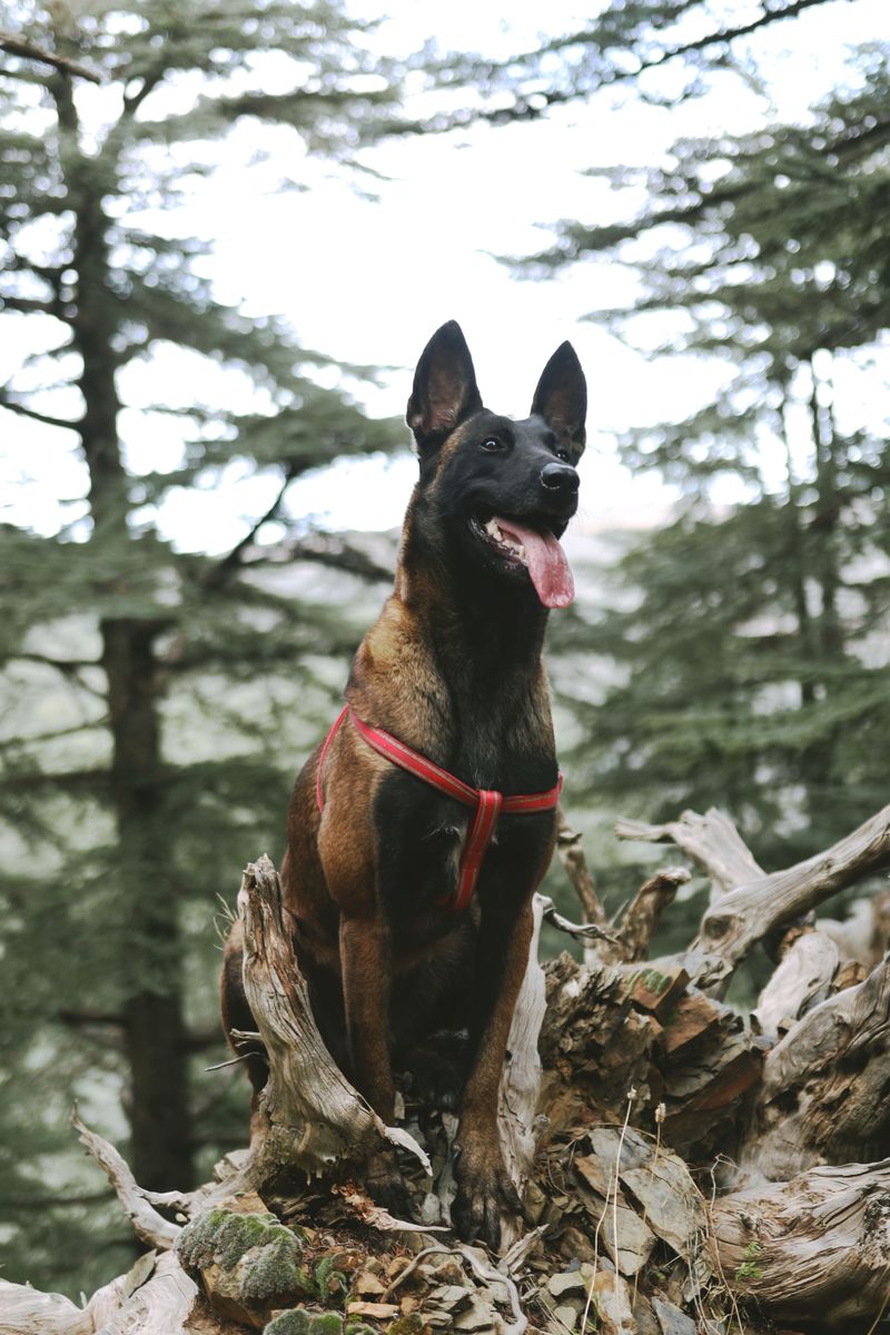Food isn't the only reward that keeps these responsive dog breeds engaged 6 Belgian Malinois