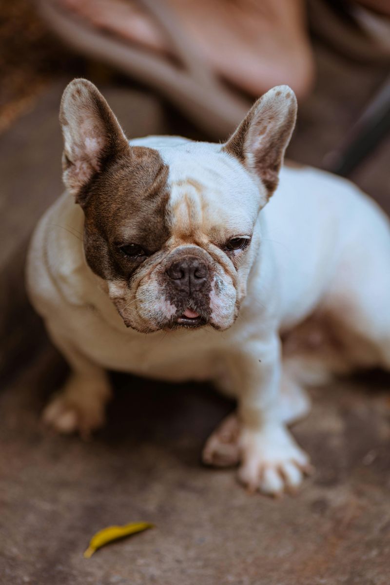 French Bulldog