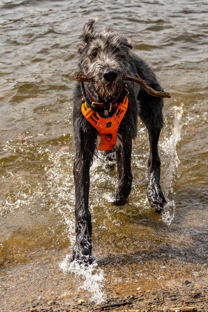 Before bringing home your dream breed, know how many years owners typically get to hope for 13 Irish Wolfhound, Tallest and Briefest