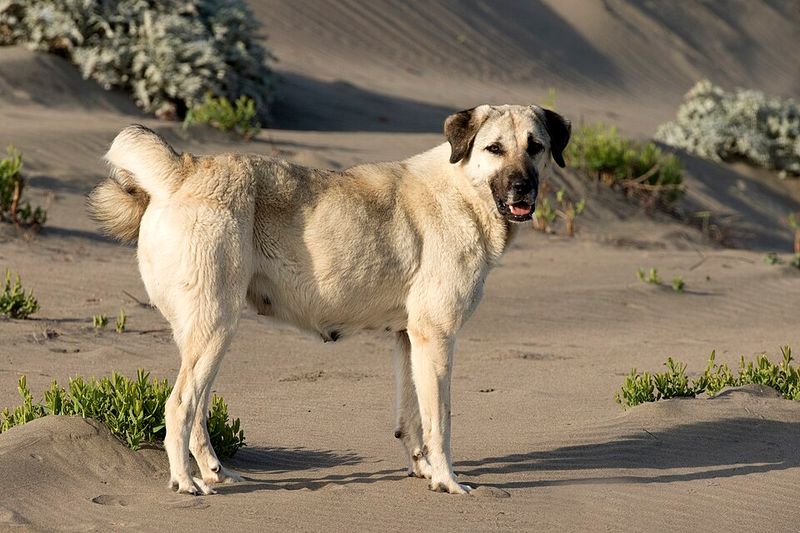 13 extraordinary working dogs that react before commands are even given 11 Anatolian Shepherd