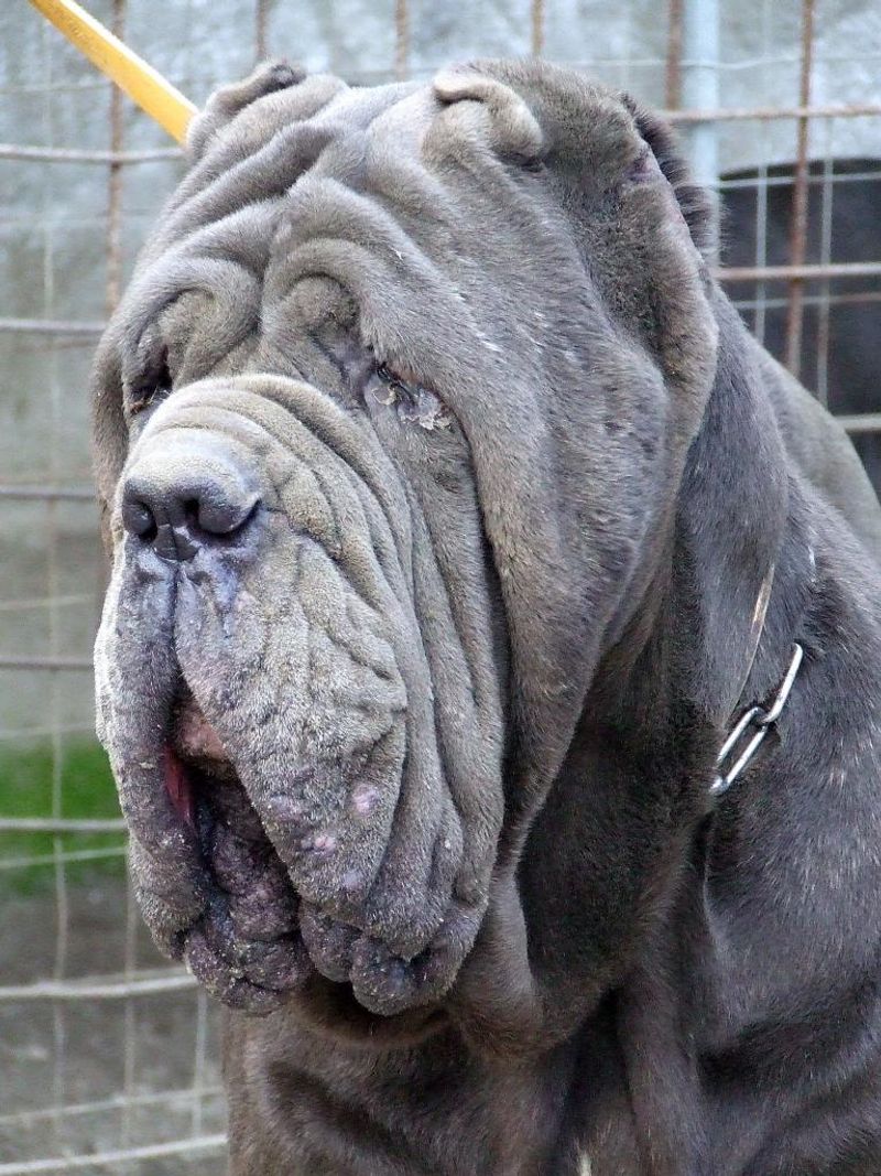 25 Dog Breeds Similar to the Bullmastiff in Strength and Temperament 3 Neapolitan Mastiff