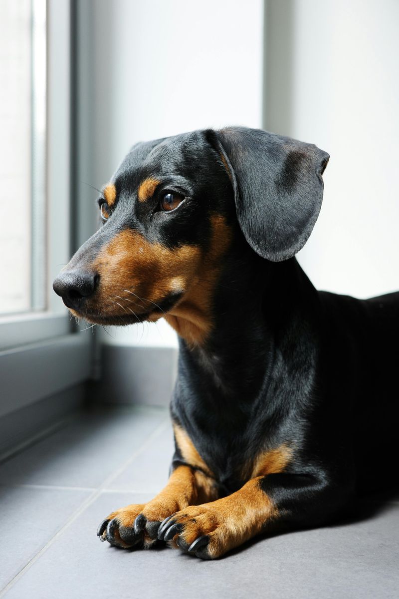 Dachshund