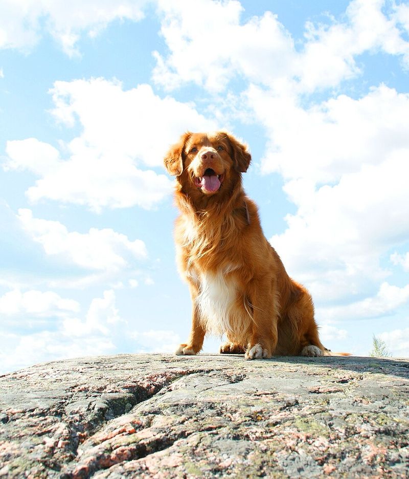 Swimming is exciting. Baths are another story for these 12 dog breeds 8 Nova Scotia Duck Tolling Retriever